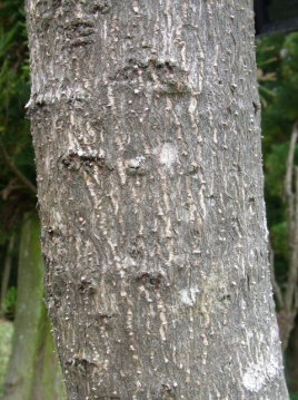 タラ の 木 樹皮